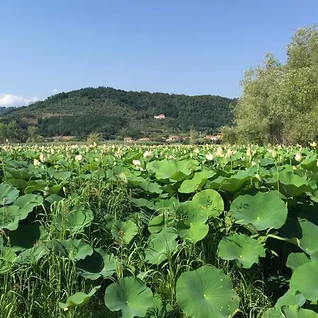 Cecco Di Nara Massarosa